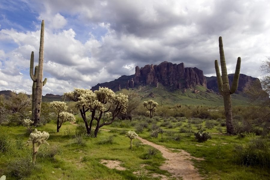 A picture of a desert landscape in Arizona.